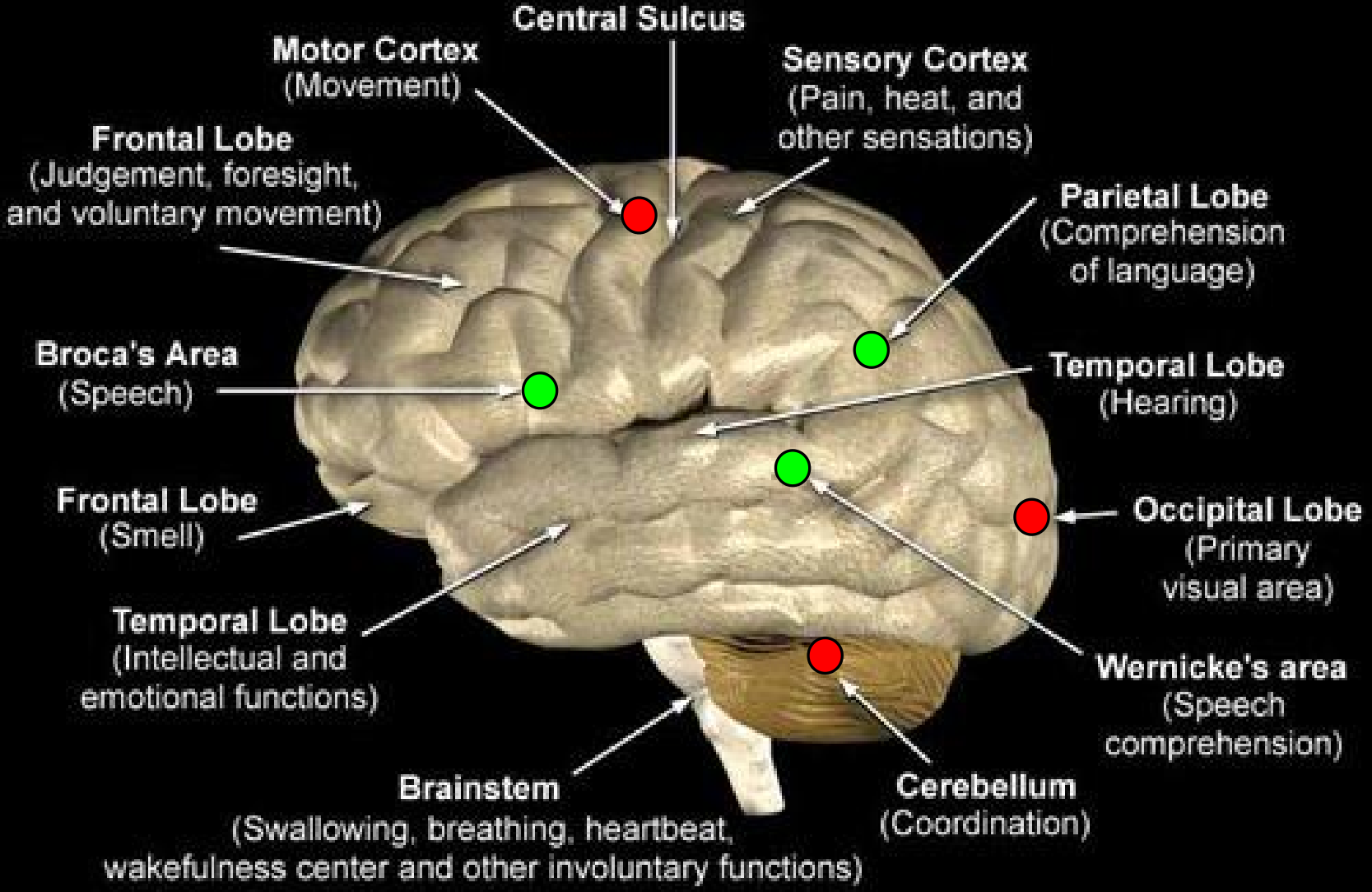 images/speech-motor control_centers_500w.png